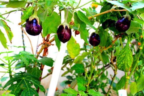 Brinjal